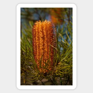 Banksia Spinulosa - Leura NSW Sticker